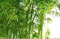 071925uruaurronusn2171.jpg.thumb.jpg